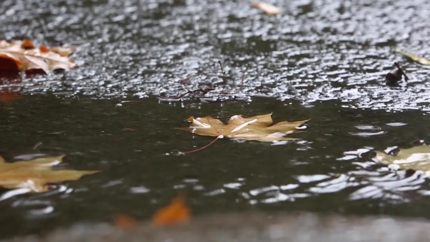 Autumn leaf on wet pavement, Fall arrivals at Millers Surplus